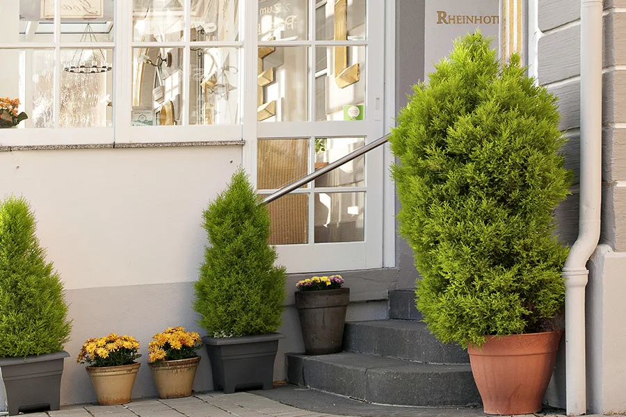 Eingang des Rheinhotels mit Pflanzen
